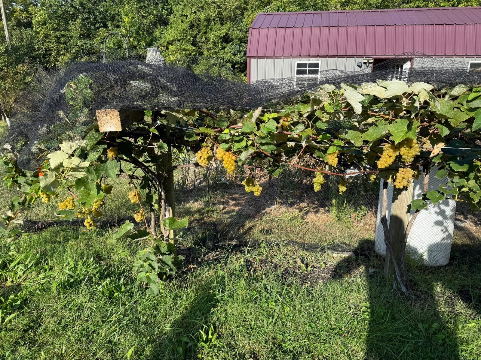 White grape clusters on the vine at véraison, just before harvest
